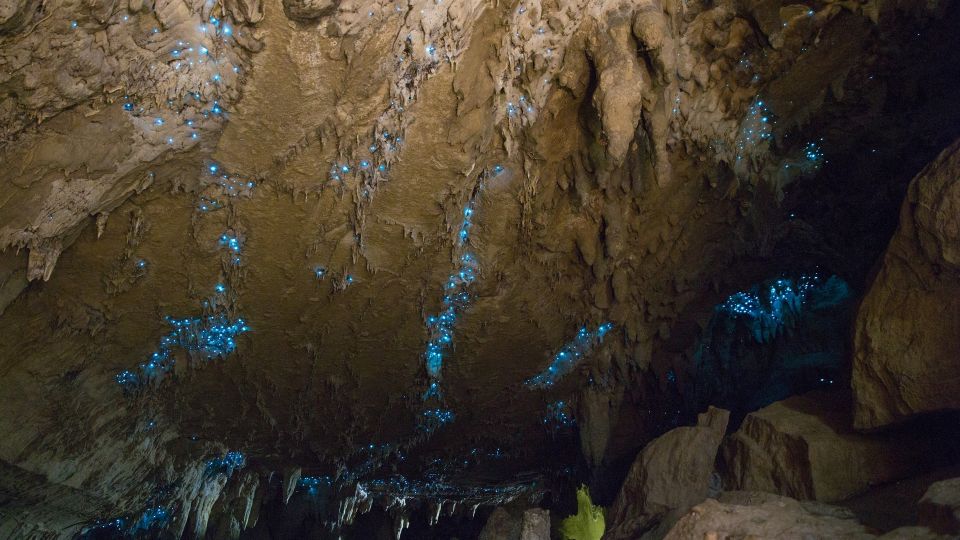 Kawiti Glow Worm Cave Tour & Opua Kauri Forest Walk - Itinerary Highlights