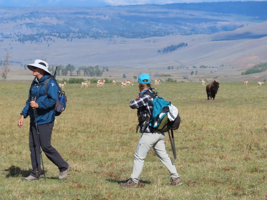 Lamar Valley: Safari Hiking Tour With Lunch - Meeting Point and Transportation