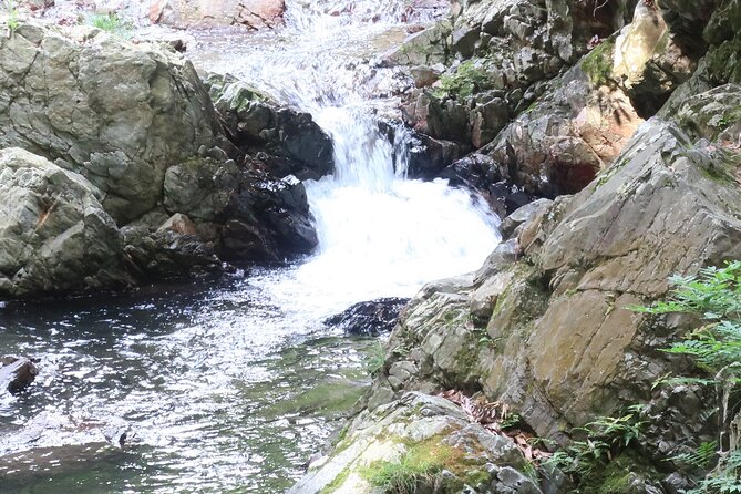 Minoh Waterfall and Nature Walk Through the Minoh Park - Encountering Wild Monkeys