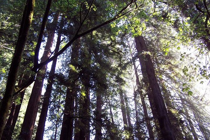 Muir Woods Tour of California Coastal Redwoods - Additional Info