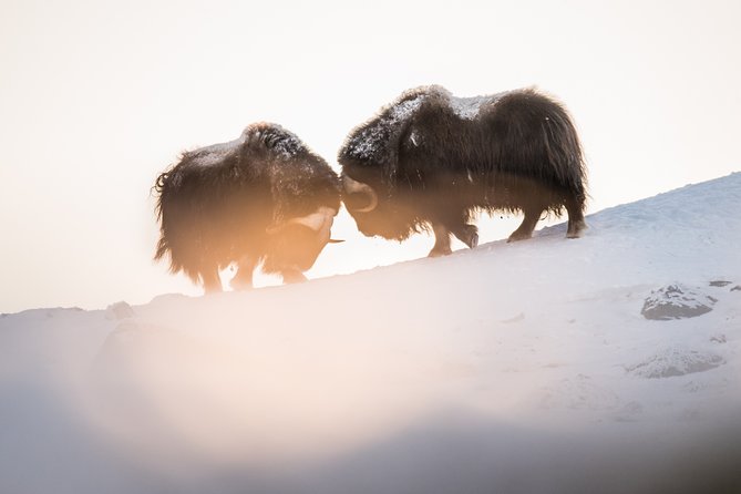 Musk Ox Safari in Dovrefjell National Park From Oppdal - Important Information