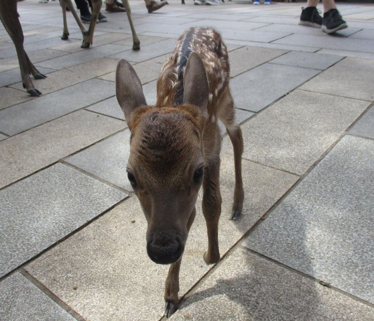 Nara: Giant Buddha, Free Deer in the Park (English Translation) - Train Journey to Nara