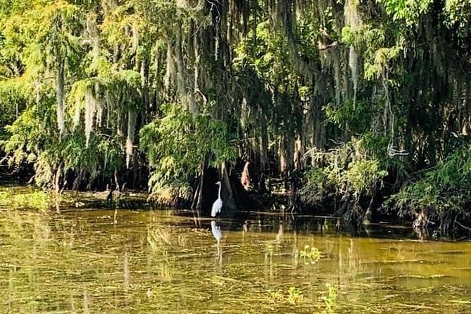 New Orleans Swamp Tour Boat Adventure - Tour Inclusions