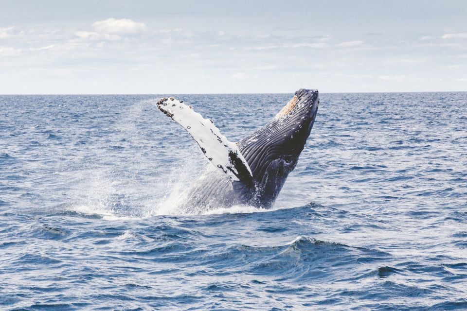 Oahu: Private Whale Watching Adventure - Cancellation and Payment Policy
