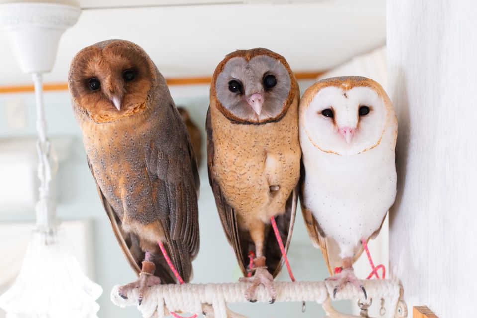Owl Cafe Tokyo Akihabara Fukurou - Interaction With the Owls