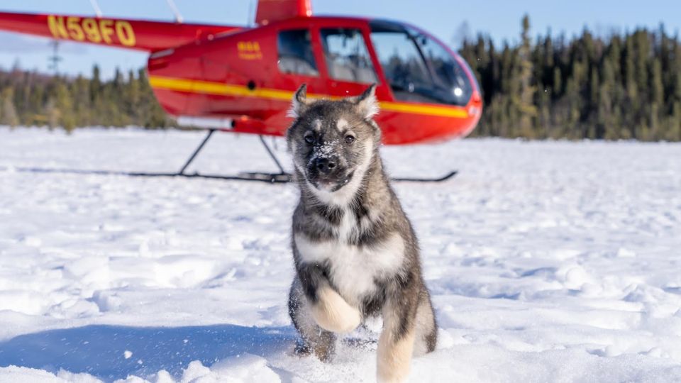 Palmer: Dogs and Glaciers Sledding and Helicopter Tour - Cancellation Policy