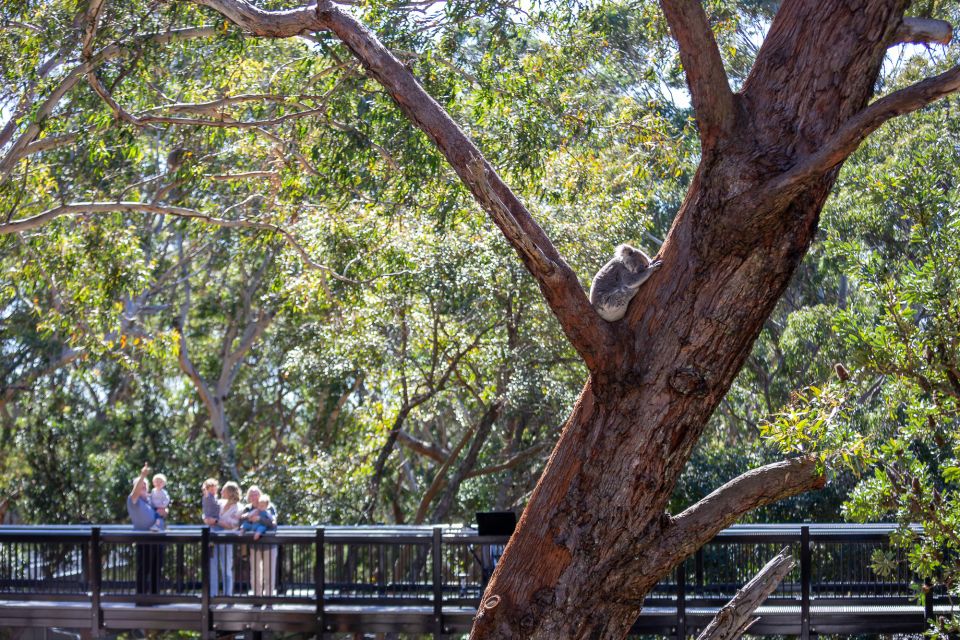 Port Stephens: Koala Sanctuary General Admission Ticket - Comprehensive Description of the Visit