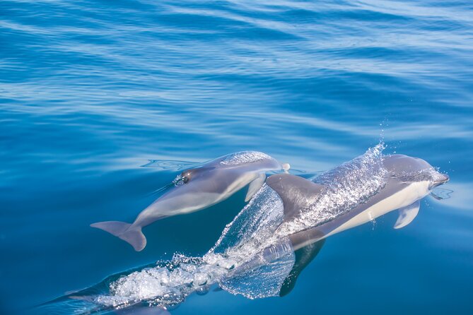 Portimão:Embark on Nature•Benagil and Dolphins•Biologist on Board - Customer Reviews