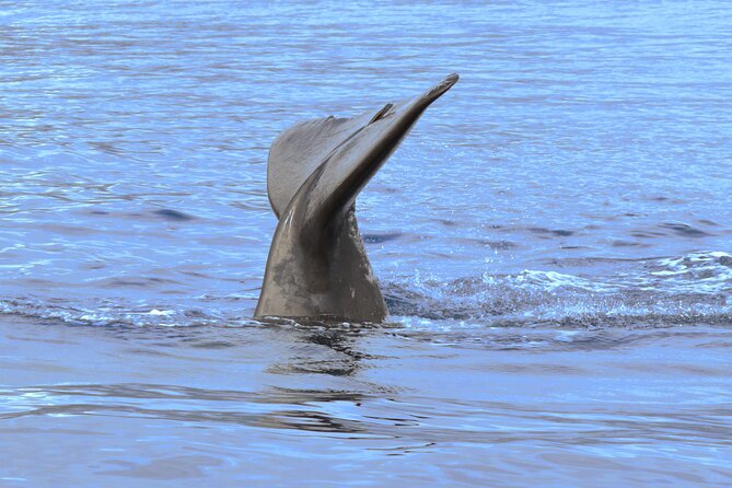 Private Dolphin and Whale Watching Tour in Madeira - Customer Reviews