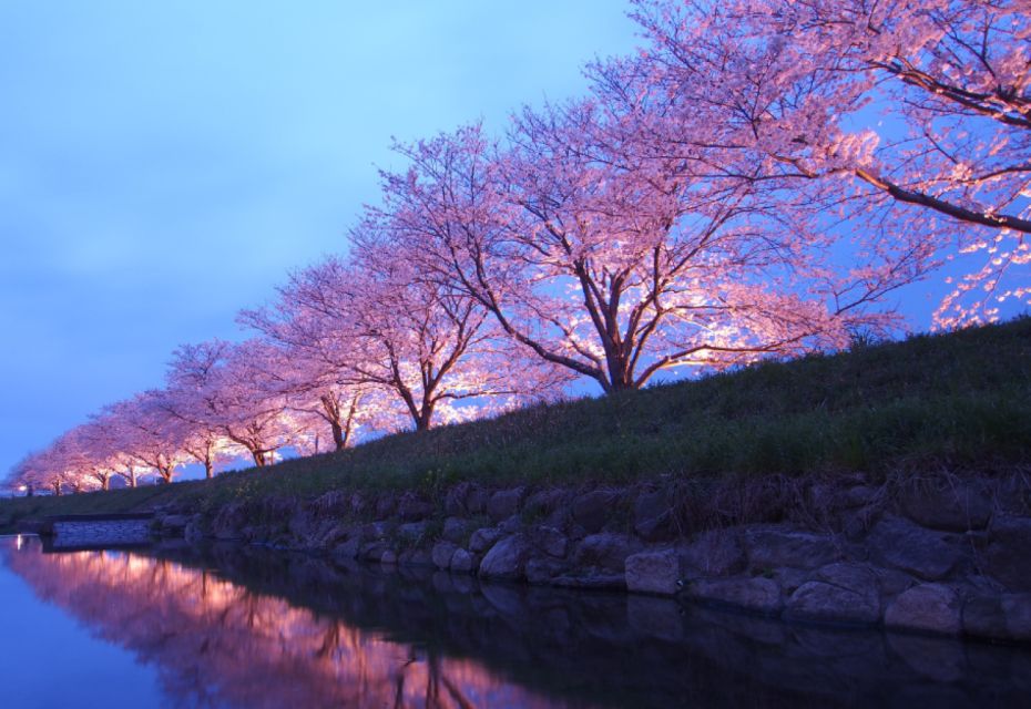 Private & Unique Nagasaki Cherry Blossom Sakura Experience - Picnic Inclusions
