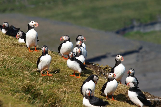 Puffin and Volcano Minibus Tour - Guided by Ebbi - Important Information
