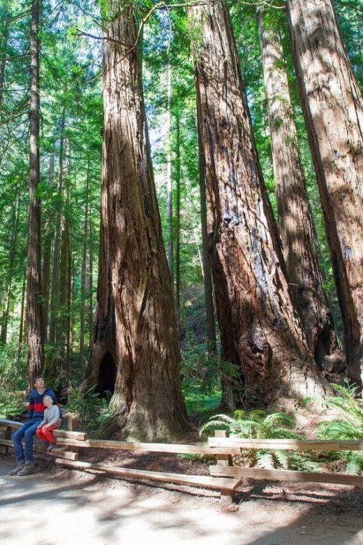 Redwood Retreat: Tour to Muir Woods From San Francisco - Highlights