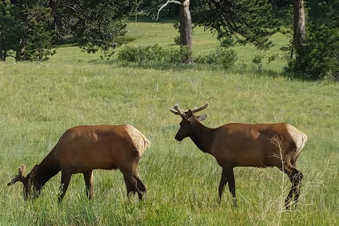 Rocky Mountain National Park in Summer Tour From Denver - Wildlife Spotting