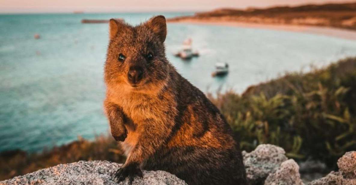Rottnest Island: Lakes & Bays Guided 12km Hike - Experience Itinerary