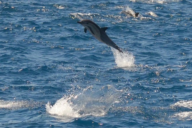 San Diego Whale Watching Tour - Meeting & Pickup Details