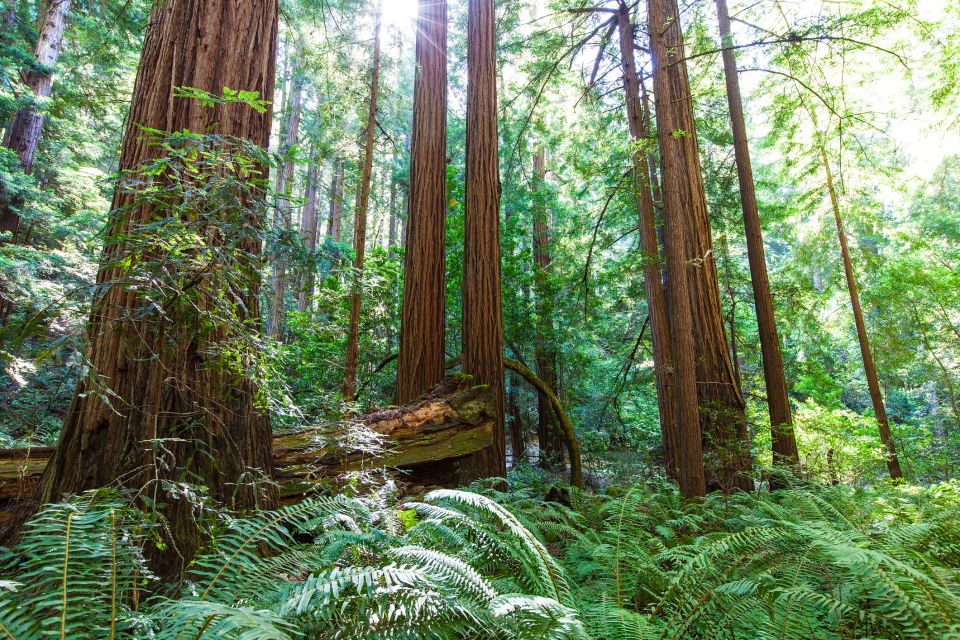 San Francisco: Private Muir Woods, Sausalito Half-Day Trip - Highlights