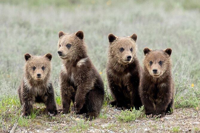 Sunset 4-Hour Grand Teton Wildlife Adventure - Additional Information