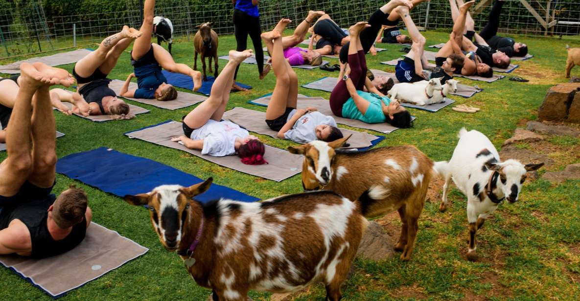 Sunset Maui Goat Yoga With Live Music - Booking Information