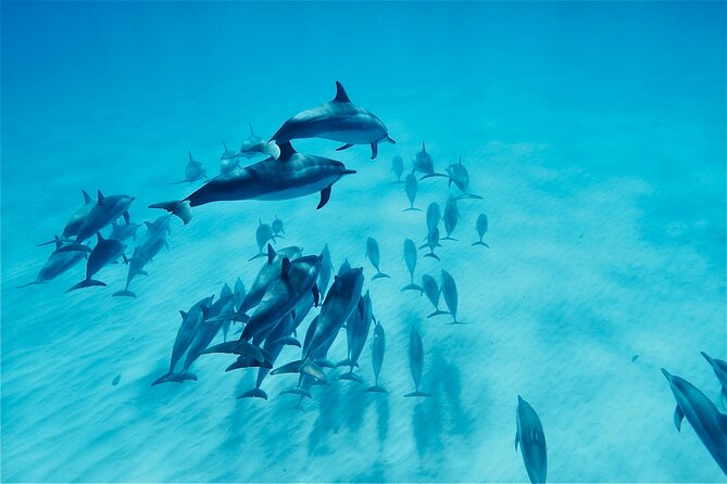 Swim With Dolphins in the West Coast Line of Oahu - Price and Booking