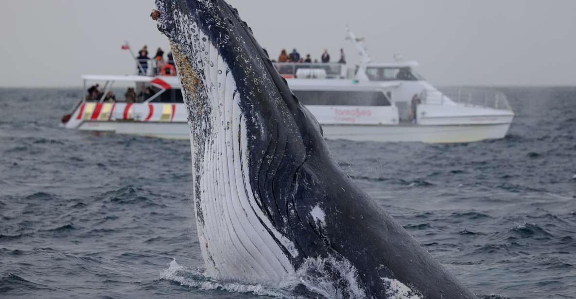 Sydney: 2-hour Express Whale Watching Cruise - Reservation and Cancellation Policy