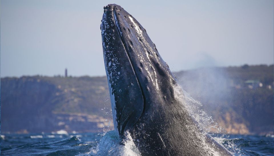 Sydney: 3-Hour Whale Watching Tour by Catamaran - Booking Information