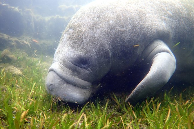 The OG Manatee Snorkel Tour With In-Water Guide/PhotOGrapher - Visitor Reviews and Testimonials