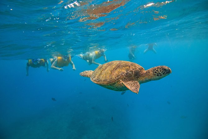Turtle Canyons Snorkel Excursion From Waikiki, Hawaii - Additional Information