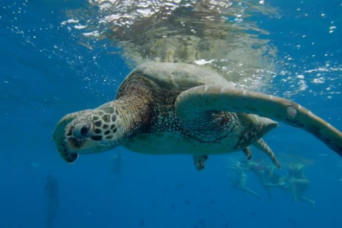 Turtle Snorkeling Adventure in Waikiki (Boat Tour) - Additional Information