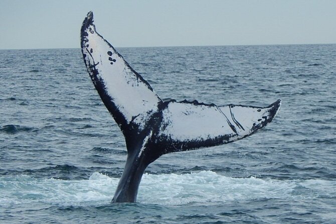 Whale Watching Tour in Gloucester - Meeting and Departure Details