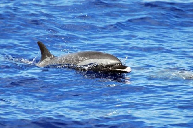 Wild Dolphin Watching and Snorkel Safari off West Coast of Oahu - Seasonal Highlights
