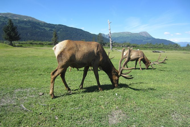 Wildlife and Glaciers With a Walk in the Rainforest - Tour Information