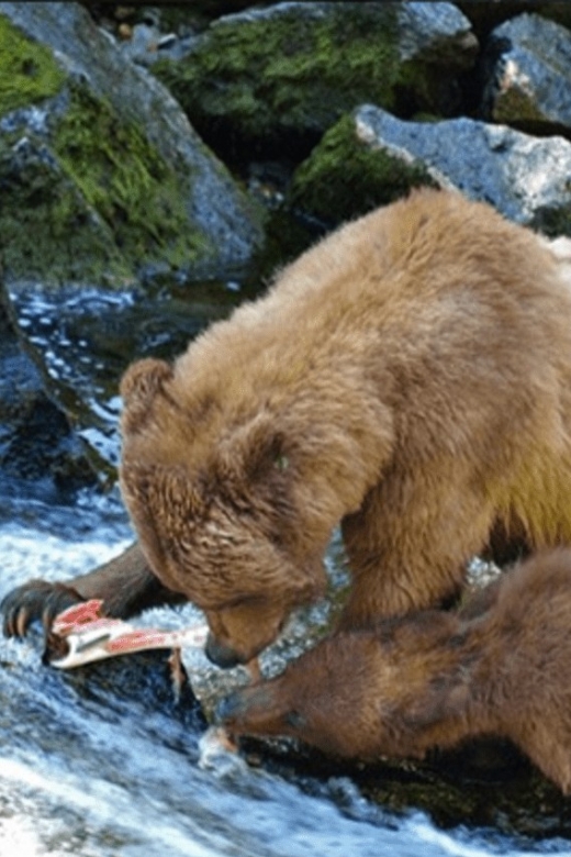 Wrangell: Anan Bear and Wildlife Viewing Adventure - Tour Highlights