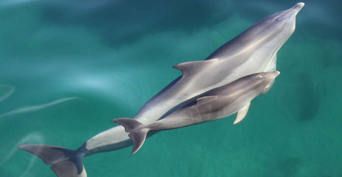 Adelaide: 3.5-Hour Guaranteed Wild Dolphin Watching Cruise - Enjoy Guaranteed Dolphin Sightings