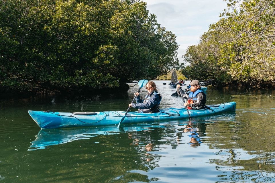 Adelaide: Dolphin Sanctuary Eco Kayaking Tour - Customer Reviews