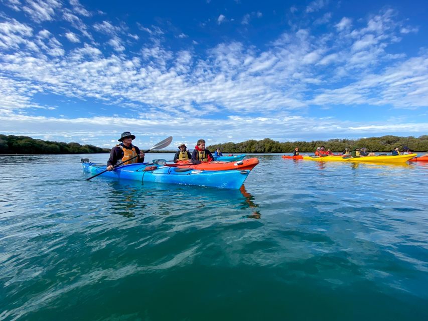 Adelaide: Dolphin Sanctuary Mangroves Kayak Tour - Important Information