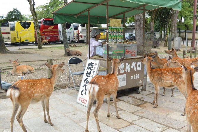 Arashiyama & Yasaka Shrine & Nara & Todaiji Day Trip From Osaka - Cancellation Policy