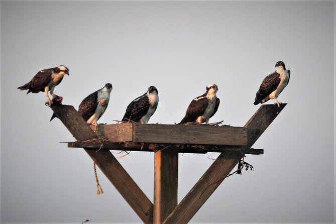 Birding By Boat on the Osprey - Booking and Logistics