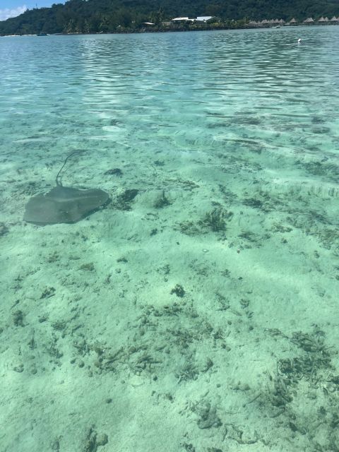 Bora-Bora: Snorkeling Spot and Tahitian Oven at Matira Beach - Snorkeling and Marine Life