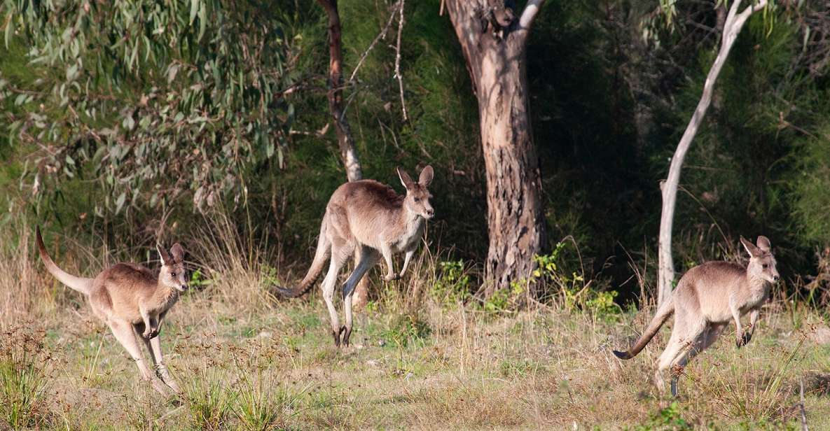 Brisbane: Kangaroos, Birds and Mangroves Coastal Tour - Tour Inclusions