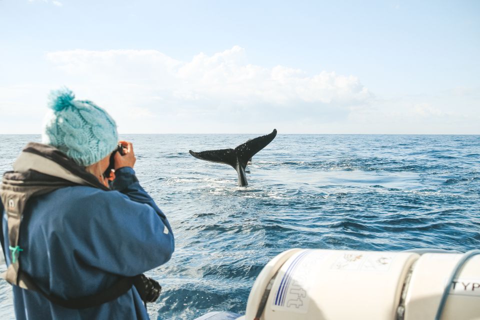 Byron Bay: Whale Watching Cruise With a Marine Biologist - Logistics