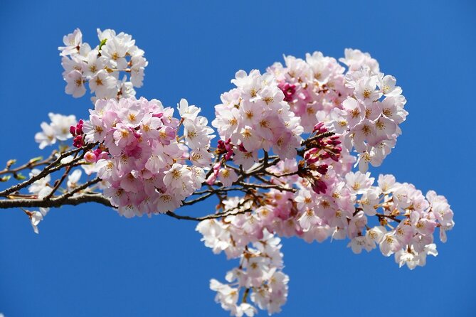 Cherry Blossom Private Tour - Inclusions and Exclusions