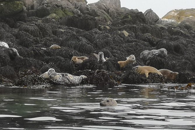 Dublin Bay Seal Kayaking Safari at Dalkey - Preparing for the Tour