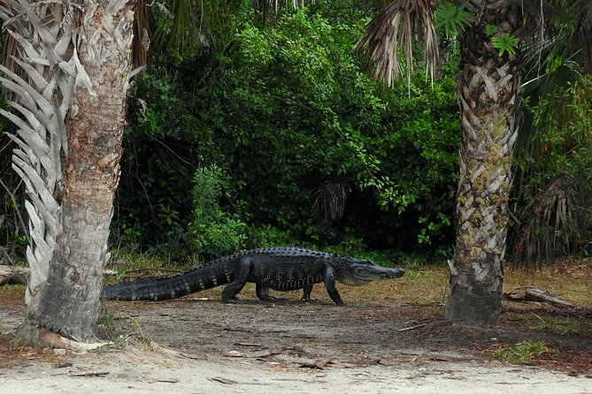 Everglades Day Safari From Ft Lauderdale - What To Expect