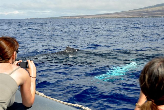 Eye-Level Whale Watching Eco-Raft Tour From Lahaina, Maui - Additional Tour Information