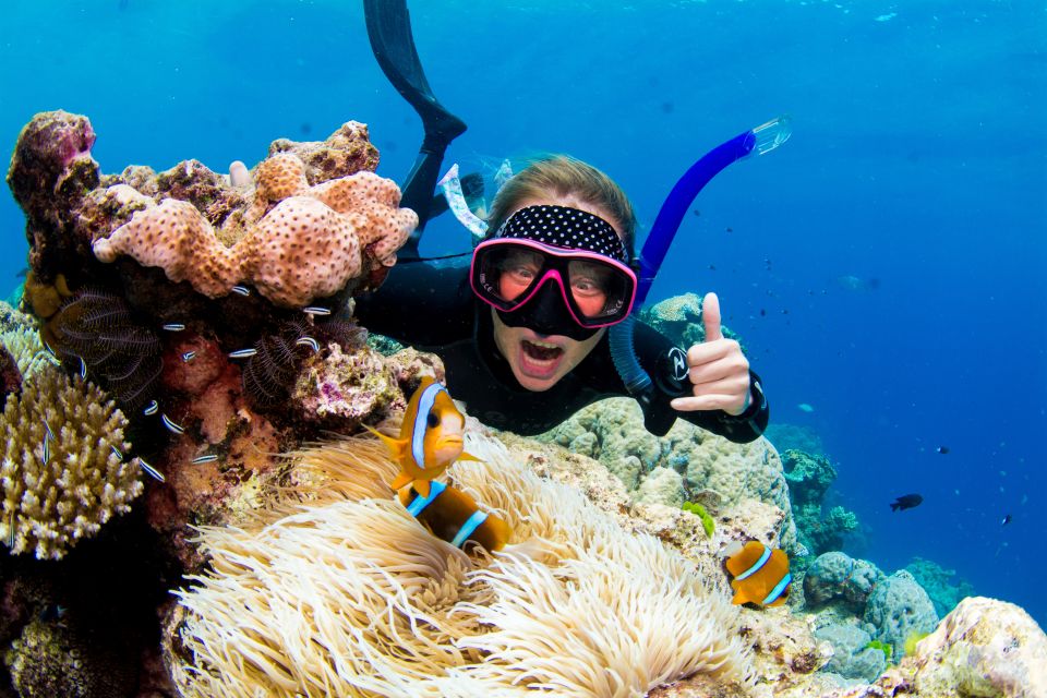 From Cairns: Great Barrier Reef Snorkelling or Dive Trip - Recap