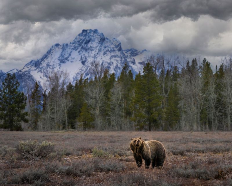 From Jackson: Grand Teton Wildlife & Scenery Tour With Lunch - Important Information