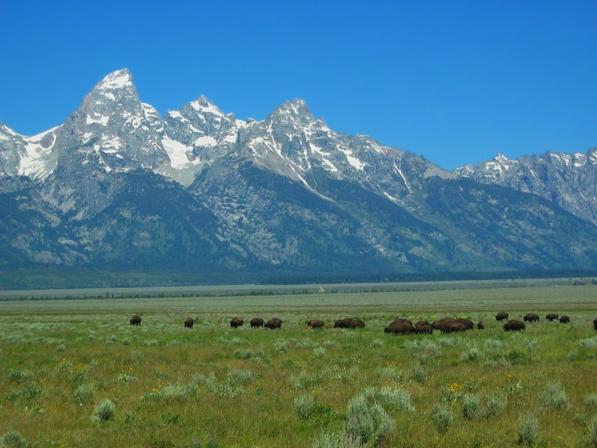 From Jackson: Half-Day Grand Teton National Park Tour - Customer Reviews