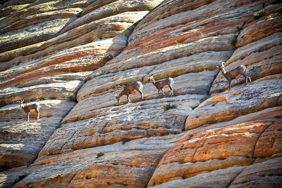 From Las Vegas: VIP Small-Group Zion National Park Adventure - Key Information for Participants