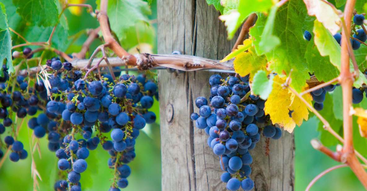 From Melbourne: Mornington Peninsula Private Winery Tour - Detailed Tour Itinerary