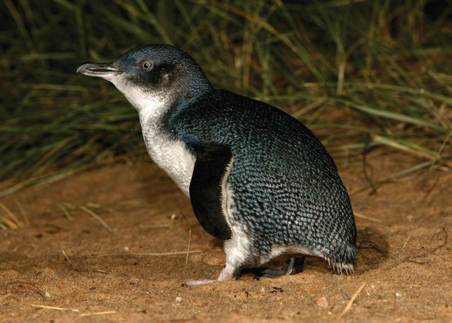 From Melbourne: Phillip Island and Penguin Parade Day Tour - Inclusions